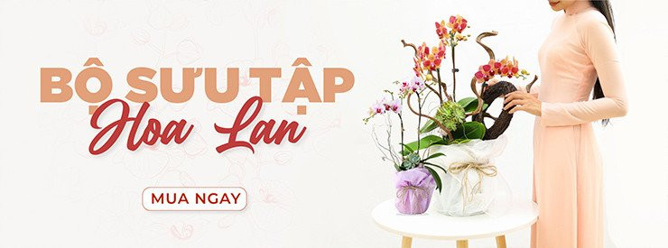 BỘ SƯU TẬP HOA LAN HỒ ĐIỆP SANG TRỌNG